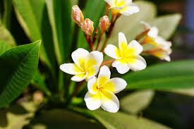 Plumeria Flower seeds for Planting - Shade Tolerant, Heirloom & GMO Free Seeds for Home Garden