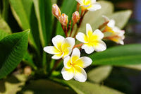 Plumeria Flower seeds for Planting - Shade Tolerant, Heirloom & GMO Free Seeds for Home Garden