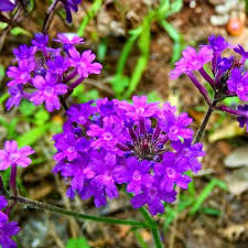 Purple Moss Verbena Seeds for Planting - Stunning Garden Ground Cover