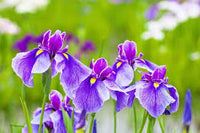 Japanese Iris Flower seeds for Planting - Vibrant Colors, Heirloom & GMO Free Seeds for Home Garden