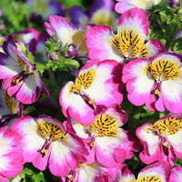 Schizanthus Flower seeds for Planting Cut Flower Favorite Heirloom & GMO Free Seeds for Home Garden