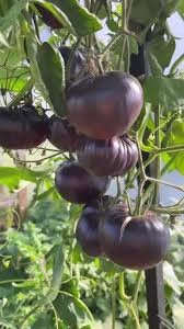 Black Brown Tomato Seeds for Planting