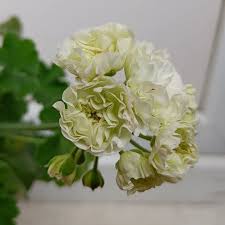 Light Green Geranium Flower seeds for Planting - Hardy Variety, Heirloom & GMO Free Seeds for Home Garden