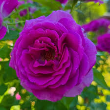 Blue Purple Holland Rose Flower Seeds for Planting Seasonal Bloomer Heirloom & GMO Free Seeds for Home Garden
 
 Sale