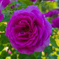 Blue Purple Holland Rose Flower Seeds for Planting Seasonal Bloomer Heirloom & GMO Free Seeds for Home Garden
 
 Sale