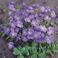Aubrieta Cascade Flower seeds for Planting - Seasonal Bloomer, Heirloom & GMO Free Seeds for Home Garden