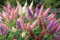 Mixed Butterfly Bush Flower seeds for Planting - Hardy Variety, Heirloom & GMO Free Seeds for Home Garden
