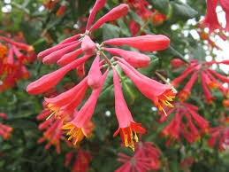 Honeysuckle Flower seeds for Planting - Drought Tolerant, Heirloom & GMO Free Seeds for Home Garden