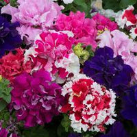 Mixed Colour Double Petunia Seeds for Planting Heirloom NONGMO Flower Seeds Vibrant Garden Blooms 
 
 Sale