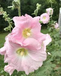 Baby Pink Hollyhock Flower seeds for Planting - Hardy Variety, Heirloom & GMO Free Seeds for Home Garden