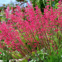Heuchera for planting in home garden