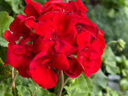 Pelargonium × hortorum Flower seeds for Planting - Pollinator Friendly, Heirloom & GMO Free Seeds for Home Garden