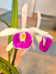 White Pink Cattleya Hybrida Flower seeds for Planting - Long Bloom Season, Heirloom & GMO Free Seeds for Home Garden