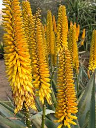 Yellow Aloe Dichotoma Flower seeds for Planting - Perfect for Borders, Heirloom & GMO Free Seeds for Home Garden