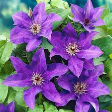 Purple Clematis Flower seeds for Planting Long Bloom Season Heirloom & GMO Free Seeds for Home Garden