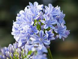 Blue Agapanthus Flower seeds for Planting - Easy to Grow, Heirloom & GMO Free Seeds for Home Garden