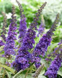 Blue Buddleia Flower Seeds for Planting Seasonal Bloomer Heirloom & GMO Free Seeds for Home Garden
 
 Sale