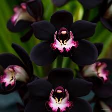 Black Orchid Flower seeds for Planting - Seasonal Bloomer, Heirloom & GMO Free Seeds for Home Garden
 
 Sale