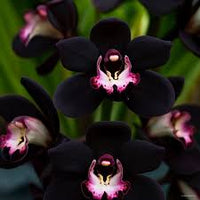 Black Orchid Flower seeds for Planting - Seasonal Bloomer, Heirloom & GMO Free Seeds for Home Garden
 
 Sale