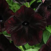 Petunia Debonair Black Cherry Flower seeds for Planting Fragrant Blossoms Heirloom & GMO Free Seeds for Home Garden
