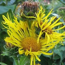 Enula Asteraceae Flower seeds for Planting - Colorful Display, Heirloom & GMO Free Seeds for Home Garden