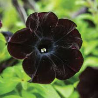 Black Cherry Petunia Flower seeds for Planting - Fragrant Blossoms, Heirloom & GMO Free Seeds for Home Garden