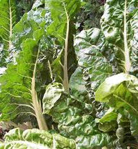 Green Chard Vegetable Seeds  Perfect for Home Gardening