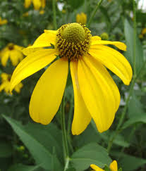 Cutleaf ConeFlower seeds for Planting - Cottage Garden Essential, Heirloom & GMO Free Seeds for Home Garden