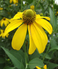 Cutleaf ConeFlower seeds for Planting - Cottage Garden Essential, Heirloom & GMO Free Seeds for Home Garden