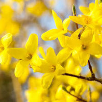 Forsythia Yellow Flower Seeds for Planting - Vibrant Spring Blooms
