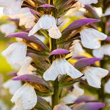 Acanthus Mollis Flower seeds for Planting Pollinator Friendly Heirloom & GMO Free Seeds for Home Garden
