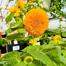 Yellow Bear SunFlower seeds for Planting - Fragrant Blossoms, Heirloom & GMO Free Seeds for Home Garden