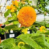 Yellow Bear SunFlower seeds for Planting - Fragrant Blossoms, Heirloom & GMO Free Seeds for Home Garden