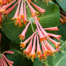 Lonicera Sempervirens Flower seeds for Planting - Vibrant Colors, Heirloom & GMO Free Seeds for Home Garden