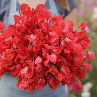 Deep Red Sweet Pea Flower Seeds for Planting Cut Flower Favorite Heirloom & GMO Free Seeds for Home Garden
 
 Sale