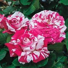 Pink Dragon Rose Flower seeds for Planting - Long Bloom Season, Heirloom & GMO Free Seeds for Home Garden