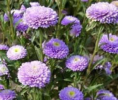 Purple China Aster Flower Seeds for Planting Wildflower Mix Heirloom & GMO Free Seeds for Home Garden
 
 Sale