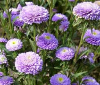 Purple China Aster Flower Seeds for Planting Wildflower Mix Heirloom & GMO Free Seeds for Home Garden
 
 Sale