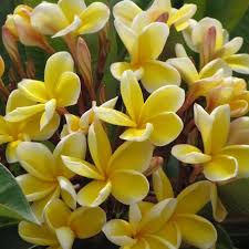 Yellow Fragrant Flower seeds for Planting - Long Bloom Season, Heirloom & GMO Free Seeds for Home Garden
