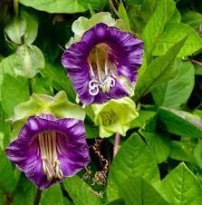 Cobaea Scandens Flower seeds for Planting Premium Quality Heirloom & GMO Free Seeds for Home Garden