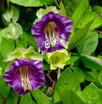 Cobaea Scandens Flower seeds for Planting Premium Quality Heirloom & GMO Free Seeds for Home Garden