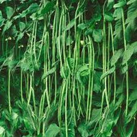 Green Asparagus Bean Seeds for Planting