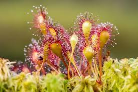 Sundew Flower seeds for Planting - Bright Blooms, Heirloom & GMO Free Seeds for Home Garden