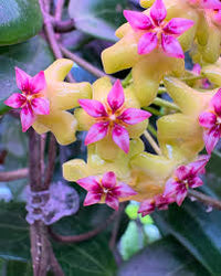 Pink Yellow Hoya Flower seeds for Planting Cut Flower Favorite Heirloom & GMO Free Seeds for Home Garden