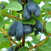 Haskap Fruit Seeds for Planting - Grow Your Own Delicious Haskap Berries
