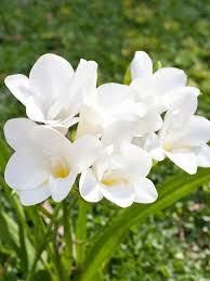 Freesia Flower seeds for Planting Cut Flower Favorite Heirloom & GMO Free Seeds for Home Garden 
 
 Sale