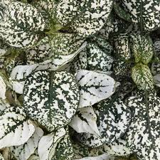 White Green Hypoestes Polka Flower seeds for Planting - Wildflower Mix, Heirloom & GMO Free Seeds for Home Garden