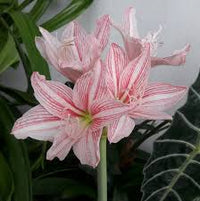 Pink Hippeastrum Flower Seeds for Planting Compact Growth Heirloom & GMO Free Seeds for Home Garden
 
 Sale