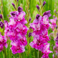 Red Purple Gladiolus Flower Seeds for Planting Drought Tolerant Heirloom & GMO Free Seeds for Home Garden
 
 Sale