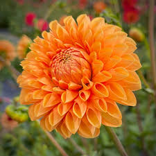 Light Orange Dahlia Flower Seeds for Planting Fragrant Blossoms Heirloom & GMO Free Seeds for Home Garden
 
 Sale